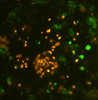 Illustration for article titled Nanopoint's Celltray Still Shaking Up Live Cell Imaging